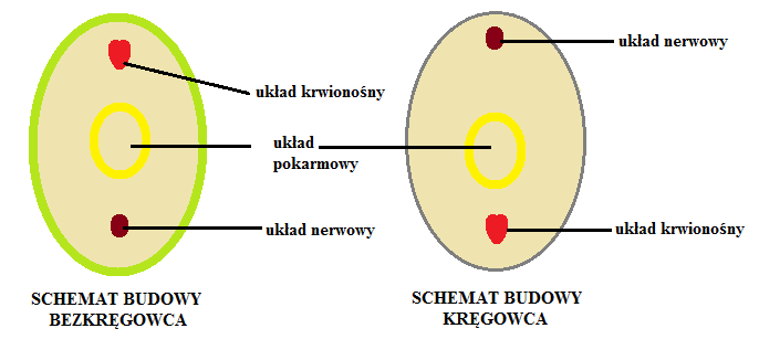 pkt. 9, w szczególności porównuje grupy kręgowców pod kątem pokrycia ciała, narządów wymiany gazowej, ciepłoty ciała, rozmnażania i rozwoju. Ćwiczenie 2. Porównanie bezkręgowców i kręgowców.