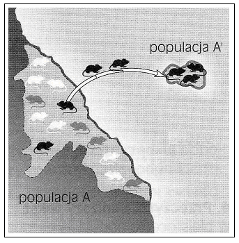 Zadanie 41. (1pkt) Na rysunku przedstawiono jeden z mechanizmów prowadzących do powstania nowej populacji tzw. efekt założyciela. Źródło: J. Balerstet, K.