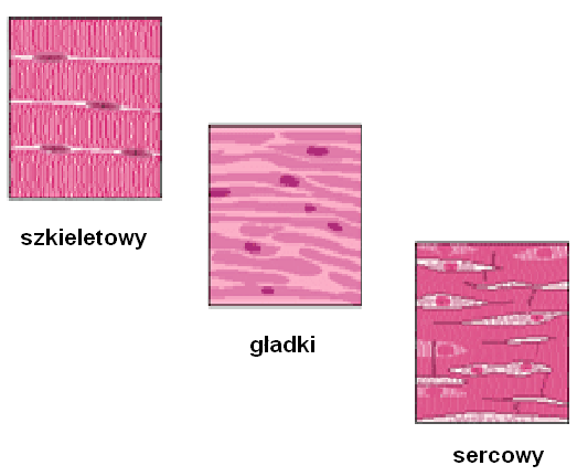 Miocyty są rozgałęzione, podzielone podwójnymi błonami (intercalated discs), między którymi występują synapsy elektryczne (gap junction), co sprawia, że mięsień sercowy funkcjonuje jako syncytium