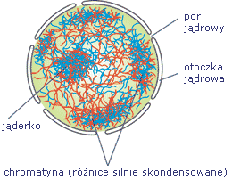 11. Budowa i funkcja organelli komórkowych.