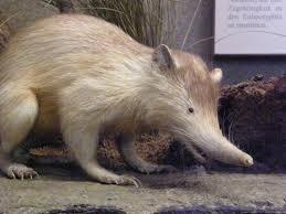 (Solenodon cubanus Peters, 1861) endemit