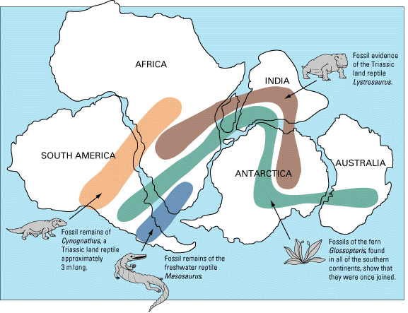 (paleontologia