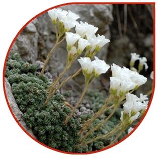 SAXIFRAGA DEL MONTE TOMBEA Nazwa: Saxifraga del monte Tombea Rodzina: Saxifragaceae Klasa: