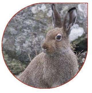 ZAJĄC BIELAK (LEPUS TIMIDUS) Nazwa: Zając bielak Rodzina: Zającowate Rząd: Zajęczaki Wygląd: w lato futro na grzbiecie pokrywają czerwonobrązowe/brązowe centki; w zimie