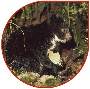 DINGISO (DENDROLAGUS MBAISO) Nazwa: Dingiso; Bondegezou Rodzina: Macropodidae Rząd: Mammalia Wygląd: futro czarno-białe (biały