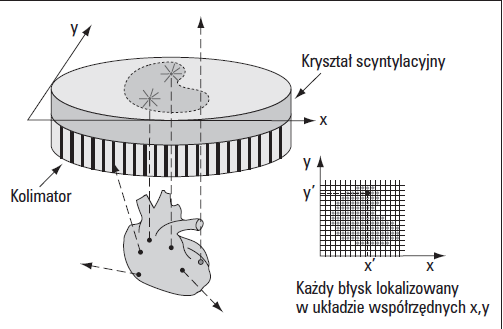 4. Aparaty scyntygraficzne Kinetykę podanego dożylnie znacznika można zobrazować przy użyciu aparatów scyntygraficznych.