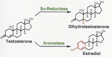 Oddziaływanie leków z celami molekularnymi cz. V Medycyna reprodukcyjna, choroby metaboliczne, antybiotyki Prof. dr hab.