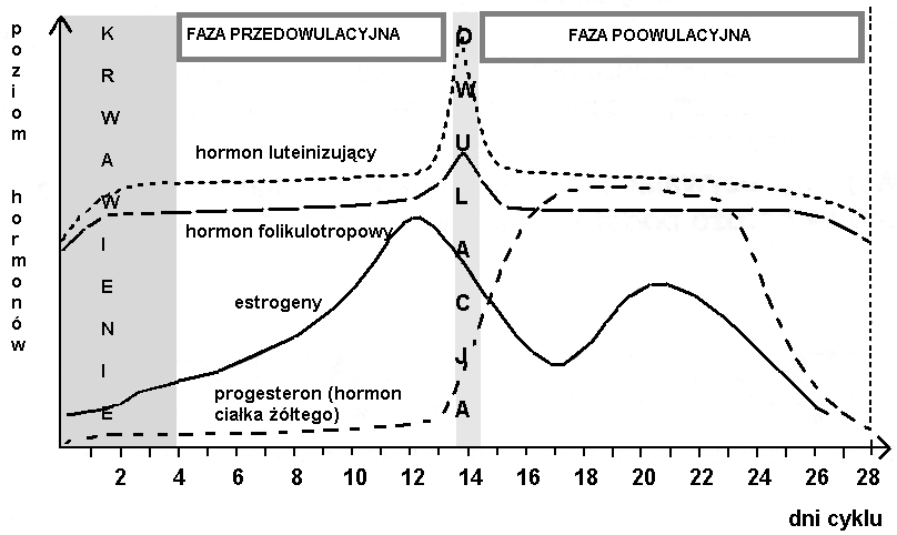 Zadanie 8 W czasie cyklu miesiączkowego u kobiety następują zmiany poziomu hormonów. Przeanalizuj poniższy schemat a 