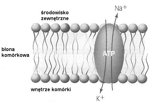 6 0 4 pkt Zadanie 9 Poniższy wykres przedstawia zmiany potencjału elektrycznego błony komórki nerwowej. a.