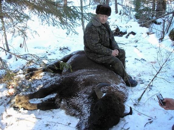 Dynamika liczebności populacji żubra na Ukrainie wg. Khoyetski 2012.