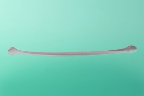 Kość piszczelowa prawa o długości 380 mm kanałem o średnicy 12 mm.