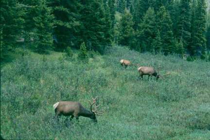 Creel and Christianson 2009, Ecology Czy wilki ratują wierzby w Yellowstone?