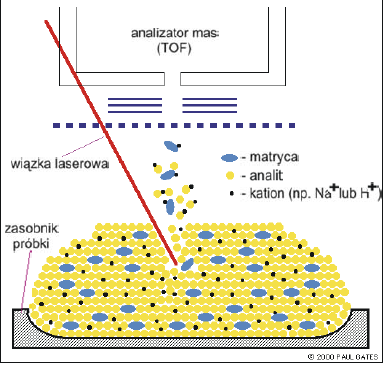 Wspomagana matrycą jonizacja światłem laserowym Matrix Assisted Laser Desorption Ionization (MALDI) Próbka umieszczona w matrycy jest zdyspergowana na powierzchni, a