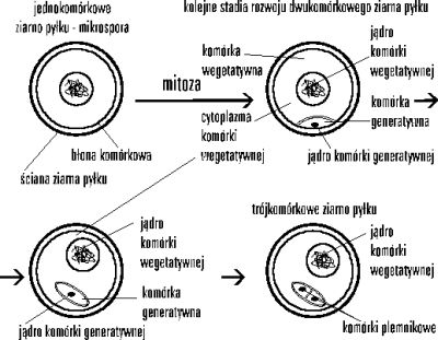 We wnętrzu woreczka pyłkowego obecne są tapetum i tkanka archeosporialna, z których przez podziały mitotyczne powstają mikrosporocyty.