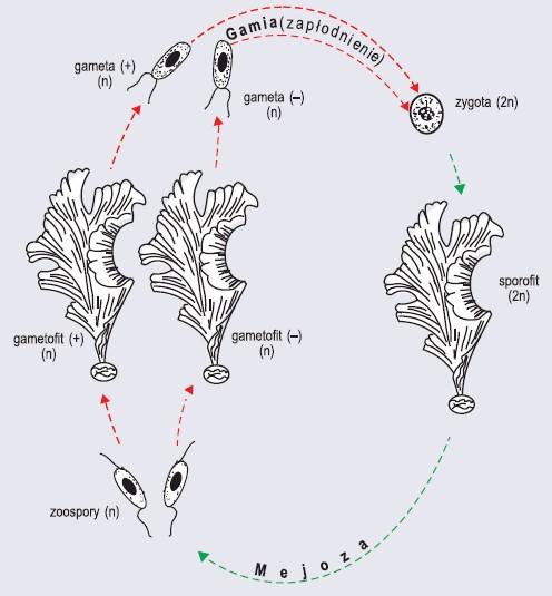 Rozmnażanie generatywne: W cyklu życiowym organizmów rozmnażających się płciowo występuje przemiana faz jądrowych, haplo- i diploidalnej.