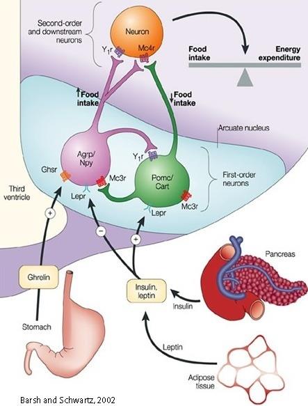 Regulacja apetytu i homeostazy energetycznej podwzgórze reguluje apetyt i homeostazę energetyczną w oparciu o sygnały dostarczone z mózgu, przewodu pokarmowego, tkanki
