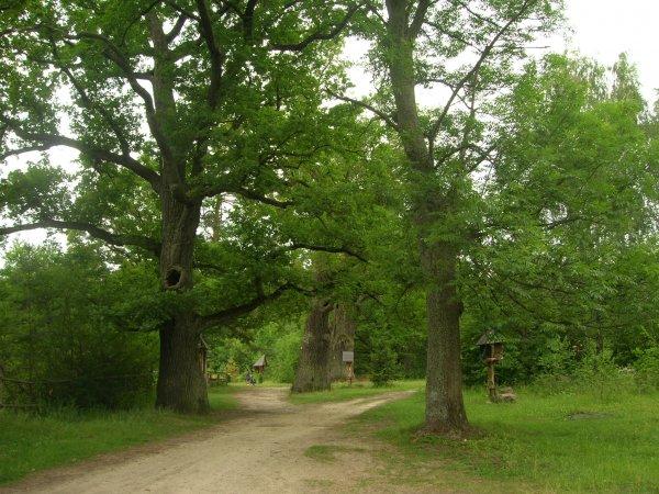 Trasa piesza: Stare Górecko Józefów