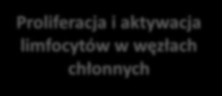 Patofizjologia stwardnienia rozsianego Bodziec immunologiczny Krążace, autoreaktywne limfocyty Proliferacja i aktywacja limfocytów w węzłach chłonnych Zapalenie Reaktywacja i amplifikacja odpowiedzi