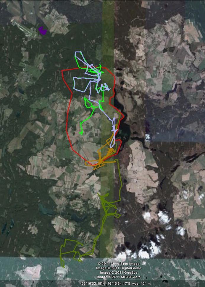 PORÓWNANIE AREAŁU OKREŚLONEGO PRZY POMOCY OBSERWACJI I TELEMETRII VHF Z DANYMI TELEMETRII GPS areał wyznaczony