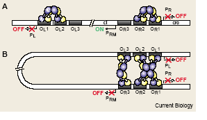 Białko CII aktywuje także trzeci promotor: P AQ odpowiedzialny za syntezę antysensownego RNA do genu Q.