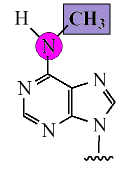 AdoMet adenina cytozyna N6-metyloadenina N4-metylocytozyna 5mC -metylocytozyna Rys. 26. Zmetylowane zasady w DNA oraz kofaktor grup metylowych S-adenozylometionina (AdoMet).