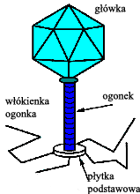 3. kryterium: wielkość: - Wirusy małe do 50 nm; - Wirusy średnie do 150 nm; - Wirusy duże powyżej 150 nm; Bakteriofagi Bakteriofagi (fagi) to wirusy infekujące bakterie (bakteriofagi należące do 10