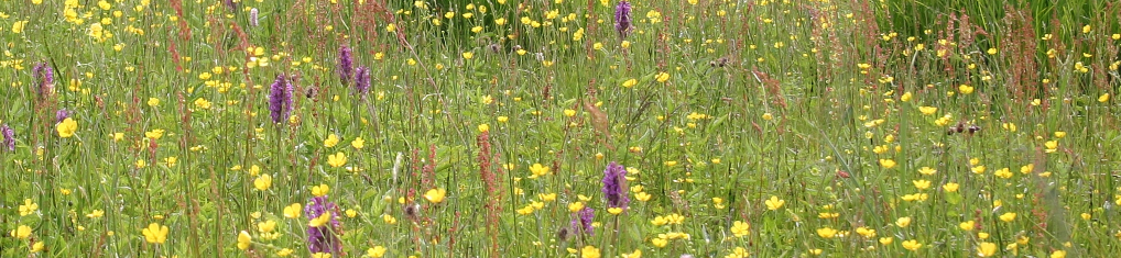 POE na lata 2010-2011 Paweł Pawlaczyk Jak dbać o obszar Natura 2000 i wody w procesach