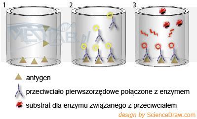 Test ELISA bezpośredni. 1-opłaszczanie płytki antygenem. 2-inkubacja z przeciwciałem pierwszorzędowym (połączonym z enzymem).