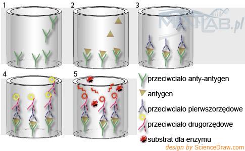 "Sandwich" ELISA 1-opłaszczanie płytki antygenem-przeciwciałem. 2-inkubacja z z badanym białkiem.