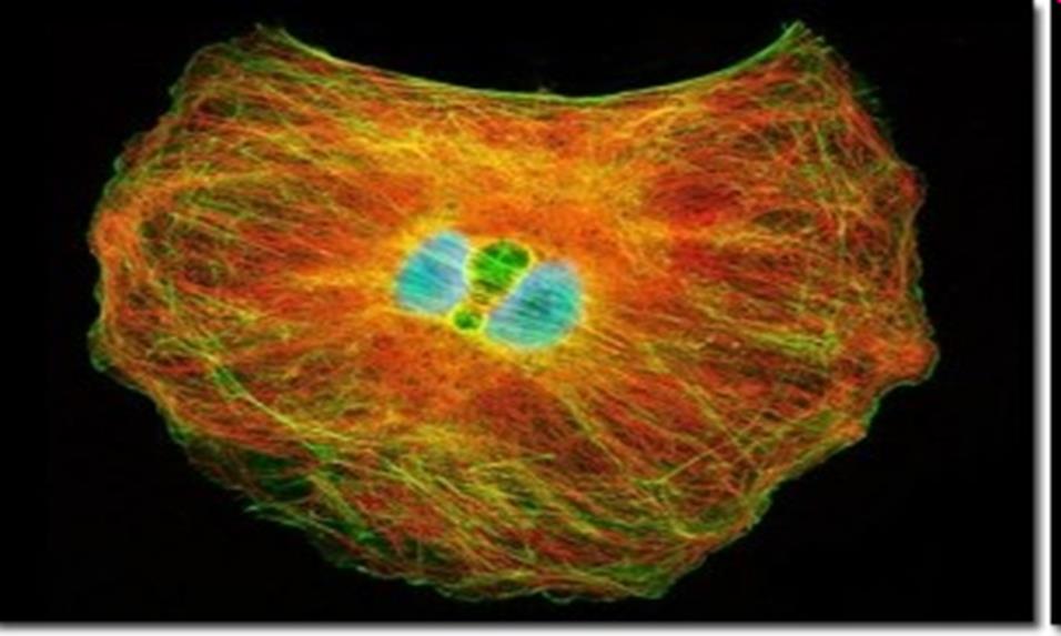 Wizualizacja sieci mikrotubul w komórkach nerki.