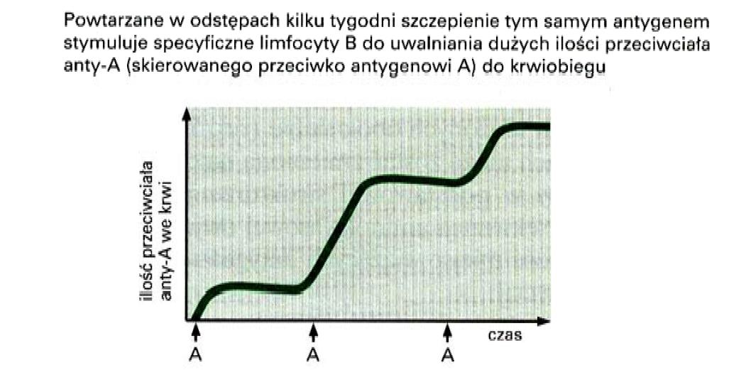 Przeciwciała