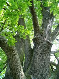 Dąb szypułkowy(quercus roburl.