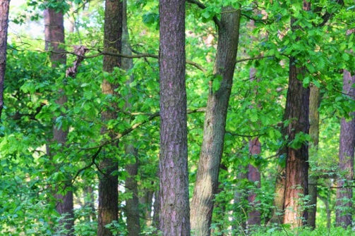 Obszary specjalnej ochrony ptaków (OSO) Specjalne obszary ochrony siedlisk (SOO) Dąbrowy Krotoszyńskie (powierzchnia 34.