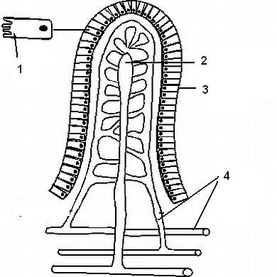 Budowa kosmka jelitowego 1 mikrokosmki 2 - naczynie