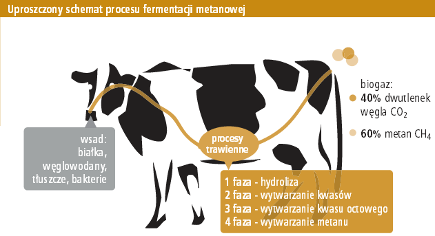 Podstawowe procesy Biogazownia rolnicza wytwarzająca metan realizuje pięć etapów procesu technologicznego. Są nimi: 1. Dostarczanie, składowanie i przygotowywanie substratów. 2.