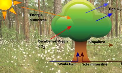 FUNKCJE DRZEWOSTANU FUNKCJA PRZYRODNICZA Produkcja O2 i absorpcja CO2 Regulacja stosunków termicznych i wilgotnośc.