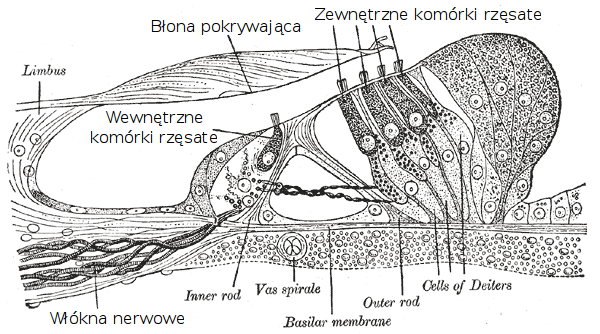 9. Anatomia i fizjologia człowieka i zwierząt z trzema kanałami półkolistymi i ich bańkami. Wszystkie te struktury wypełnione są endolimfą (śródchłonką).