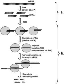 Rycina 1. Mechanizm interferencji RNA. a. etap inicjacyjny, b. etap efektorowy.