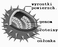 Wirus to stosunkowo mały patogen zbudowany z jednego typu kwasu nukleinowego (DNA lub RNA, chociaż są wirusy, które w swoim cyklu życiowym przechodzą przez fazę DNA oraz RNA).