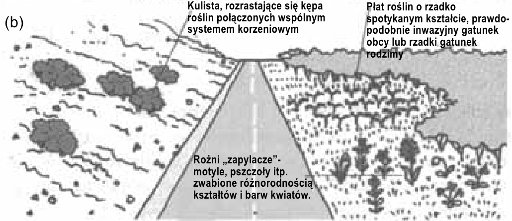 Czytanie pobocza