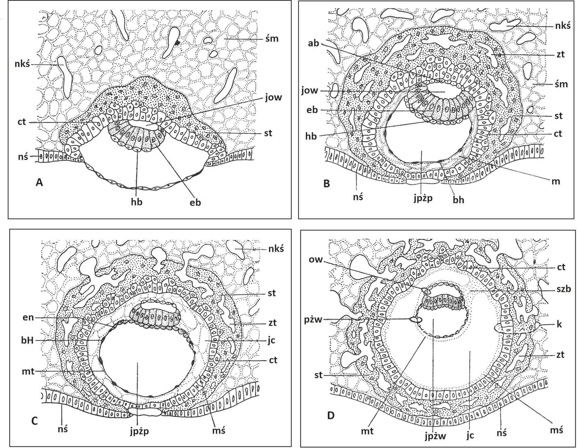 640 Z. GRZYWOCZ, A. GAWRYLUK, B. NOSZCZYK RYCINA 1. Rozwój łożyska i błony owodni u człowieka (Jura 1983, zmienione). A blastocysta wszczepia się częściowo do zrębu śluzówki macicy.