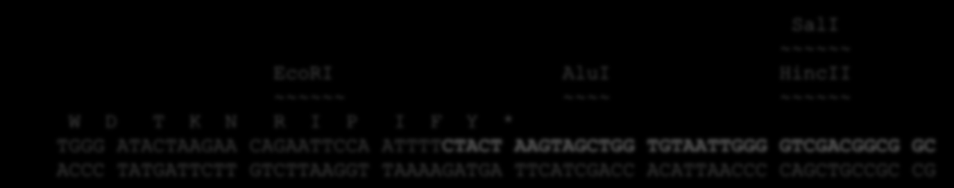Technika PCR Starter 3 EcoRI ~~~~~~~ W D T K N R I P I F Y ~~~~~~~~~~~~~~~~~~~~~~~~~~~~~~~~~~~ 1001 GGGATACTA AGAACAGAAT TCCAATTTTC TACTGAGTAG CTGGTGTAAT TGGGTTGTT CCCTATGAT TCTTGTCTTA AGGTTAAAAG