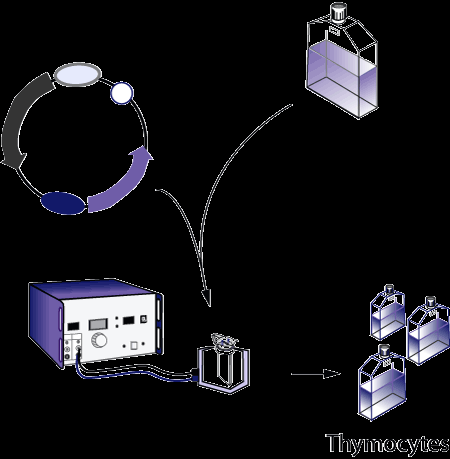 Metody wprowadzania DNA do protoplastów komórek roślinnych Elektroporacja, fizyczna - polega na wykorzystaniu serii impulsów elektrycznych, które naruszają strukturę błony, powodując