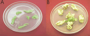 Transformacja chloroplastowego DNA użyciem systemu Genegun Transformation of the chloroplast genome by bombarding tobacco leaves with microprojectiles coated with DNA.