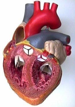 Charakterystyka organicznych szmerów serca Szmer wyrzutu Turbulenteny przepływu krwi przez ujście tętnicze w fazie wyrzutu krwi z komór serca Zmiany organiczne lub względne zwężenie Szmer przepływu