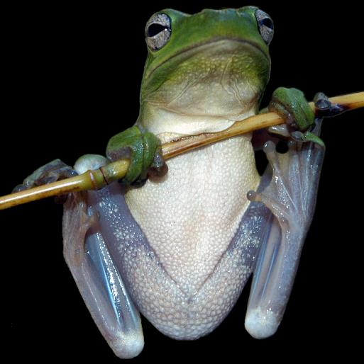 przylgami na palcach; Xenopus ma rogowe pazury rzekotka Hyla