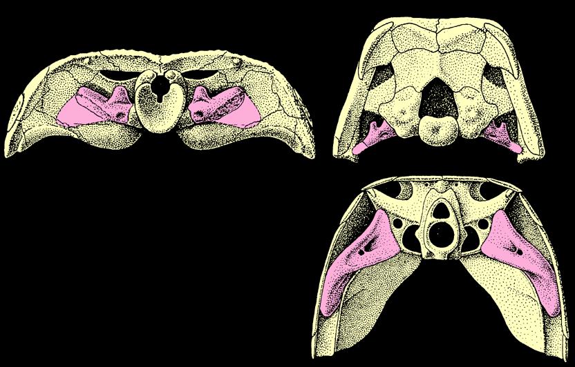 REPTILIA UCHO gadzie (i ptasie) labiryntodont Greererpeton 330 mln lat wycięcie uszne gad Paleothyris 300 mln lat stapes hyomandibulare odbiór drgań z okolicy stawu szczękowego