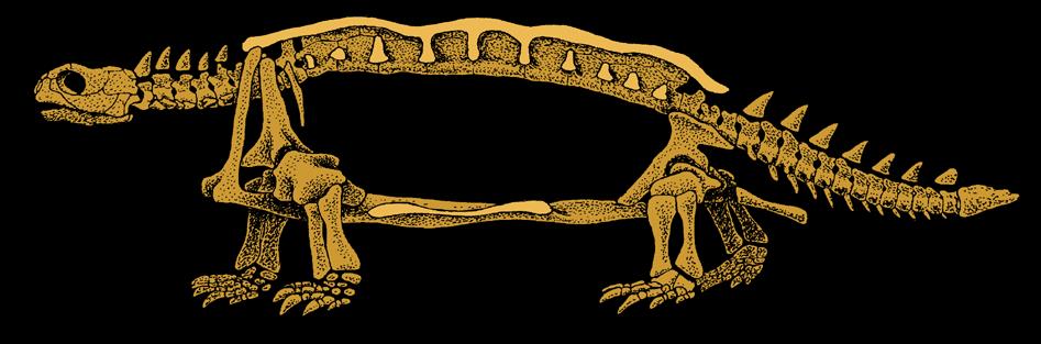 REPTILIA ŻÓŁWIE pochodzenie Chelonia scapula żółw Proganochelys 210