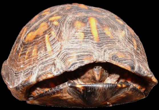 REPTILIA ŻÓŁWIE nowoczesne Chelonia box turtle Terrapene żółw Emys Trionyx głowa chowana bocznym lub esowatym wygięciem szyi mięśnie oddechowe