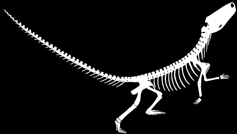REPTILIA OKNA skroniowe okno przedoczodołowe naczelny Euparkeria 240 mln lat przodek jaszczurek i dinozaurów Petrolacosaurus 300 mln lat przodek ssaków Archaeothyris 305 mln lat pierwotny gad